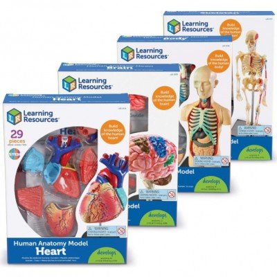 Ensemble de modèles d'affichage d'anatomie